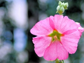 西藏伤重女童千里赴成都治疗，生命奇迹之花绽放的希望之路