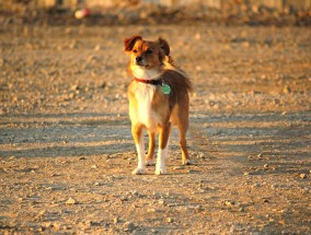 小猫咪与乌军无人机，意外启示的交锋