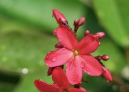 高雪龙花卉，绽放的独特韵味与美丽