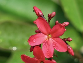 高雪龙花卉，绽放的独特韵味与美丽