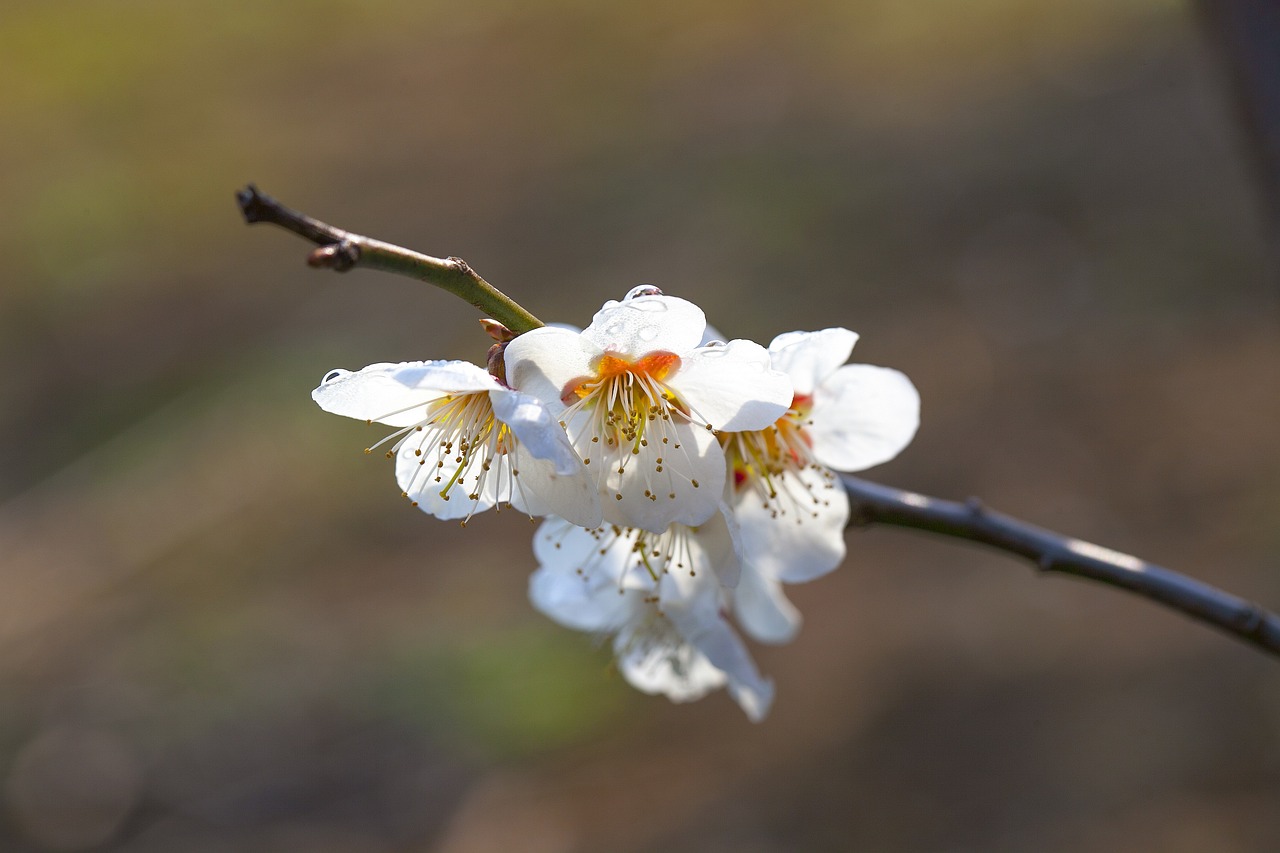 梅花扑鼻香之秘