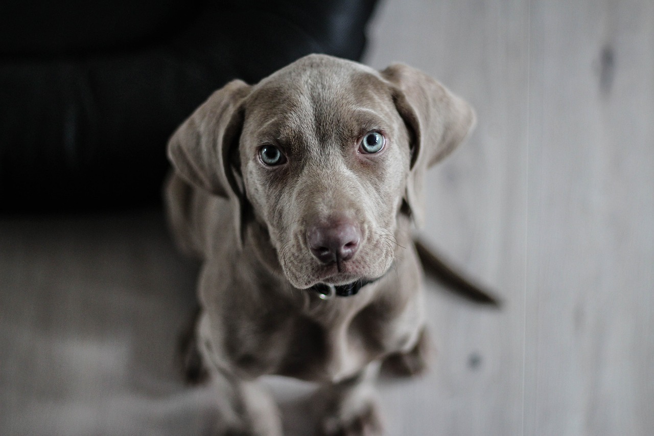 高手揭秘，轻松训练犬只的秘诀所在