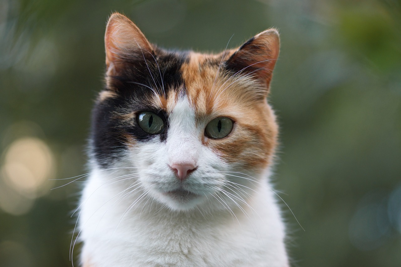 小猫皮草成为文化交流的温馨使者，传至国外。