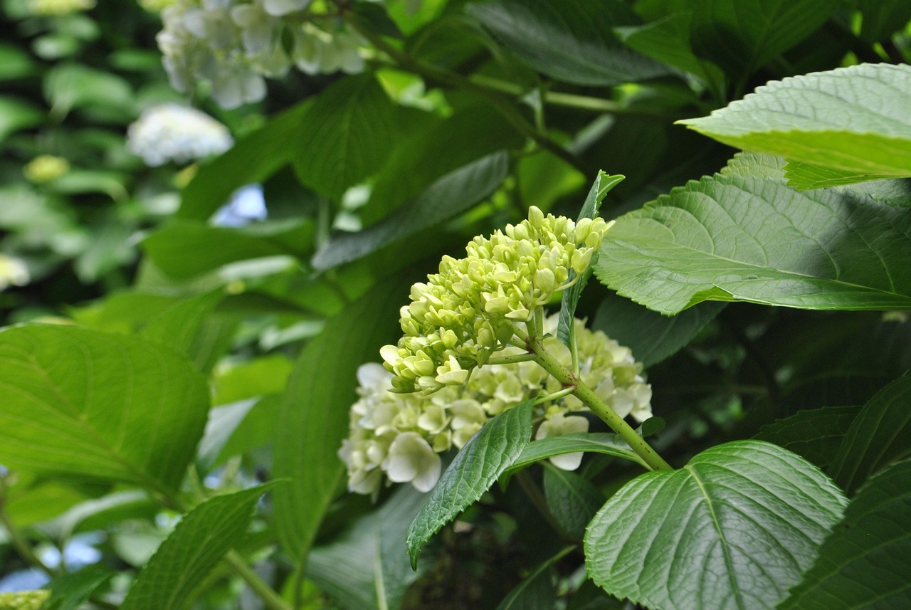 黄荆花卉，自然与文化交融之美