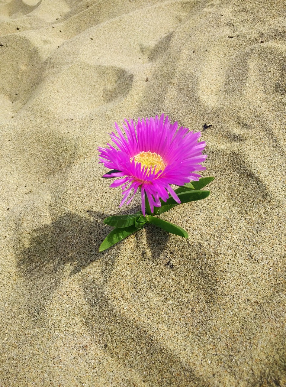 沙滩花卉视频教程全集，园艺艺术基础到精通之旅