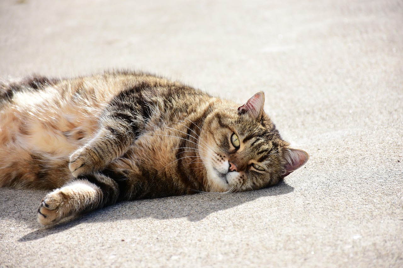 可以叫的猫玩具，娱乐与陪伴的多功能宠物伙伴