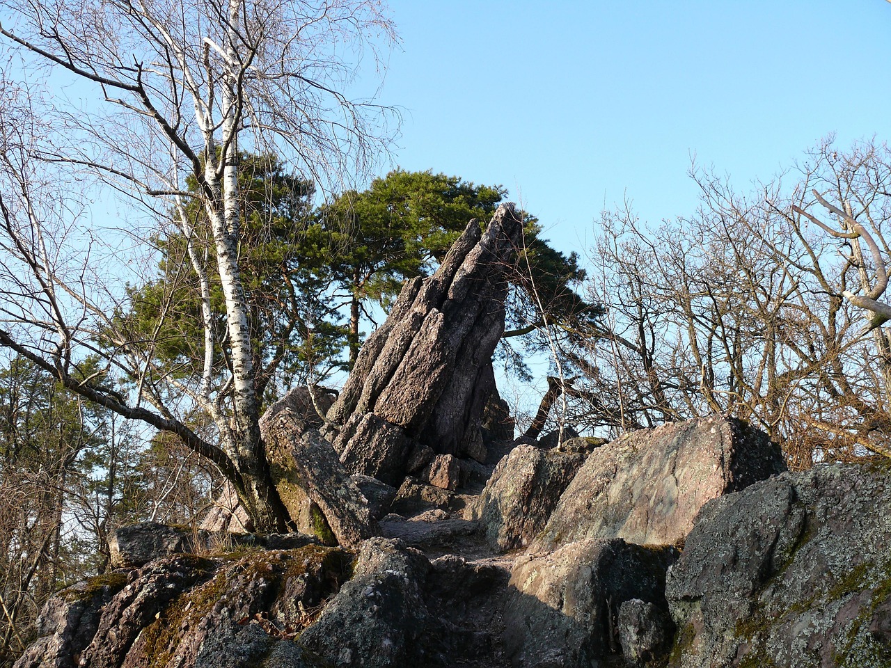 捷克保护区内8只河狸2天建好水坝 自然界的“工程师”